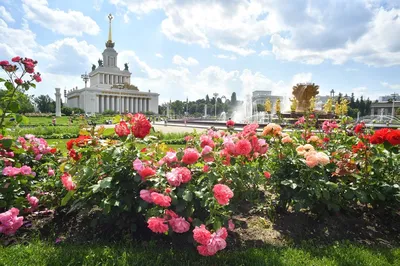 Картинки с пожеланиями с началом новой недели (48 фото) » Юмор, позитив и  много смешных картинок