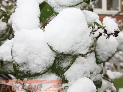 Первый снег в Омской области может выпасть в начале октября | 12 канал