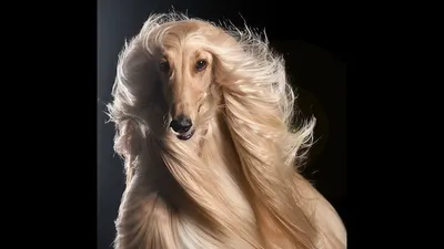 Самая красивая собака на свете - 78 фото