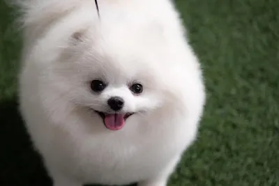 Топ самых красивых собак в мире | Petshop Journal | Дзен