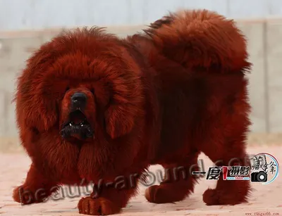 Самая большая и красивая собака в …» — создано в Шедевруме