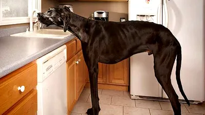 Самые большие породы собак в мире » Notagram.ru Какая собака самая большая  � | Сохраненки | Постила