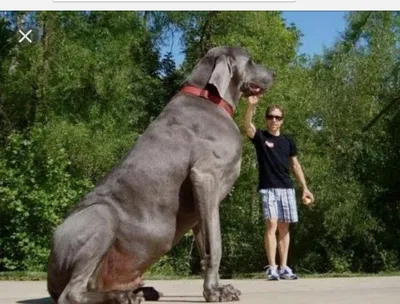 Самые большие в мире собаки - ЯПлакалъ