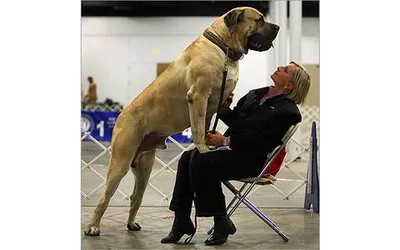 Самые большие собаки в мире - 76 фото