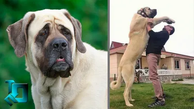 Самая большая порода собак в мире - фото с названиями | Топ самых больших  пород собак | Pet-Yes