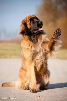 Десятка самых больших собак в мире - ВИДЕО