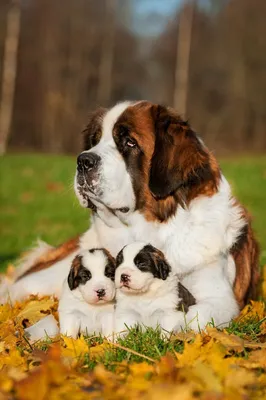 Самые большие породы собак в мире | Wiki | Собаки•Dog•Dogs Amino