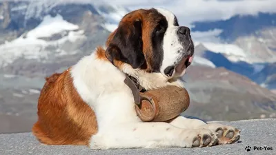 ТОП 10 самых больших собак в мире: породы с фото и описанием - Pets