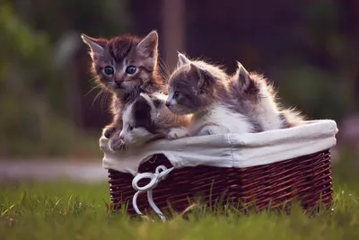 Самые милые котики с тыквами: 13 мистических и ярких фото - Pets