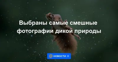 Самые смешные и прикольные картинки для настроения