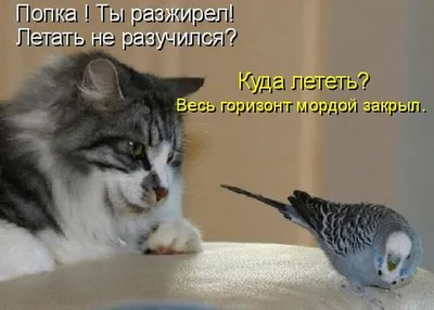 Показаны самые смешные фотографии животных 2022 года: Звери: Из жизни:  Lenta.ru