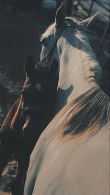 Смешные лошади формируют мой остров Исландии Стоковое Изображение -  изображение насчитывающей съемка, лошадь: 174967627
