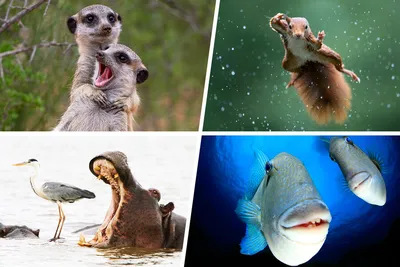 Опубликованы самые смешные снимки животных 2021 года - Новости Mail.ru