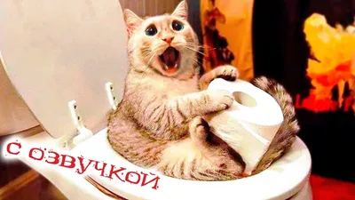 ПРИКОЛЫ С КОТАМИ! САМАЯ СМЕШНАЯ ОЗВУЧКА ЖИВОТНЫХ! СМЕШНЫЕ КОТЫ ДО СЛЁЗ! -  YouTube