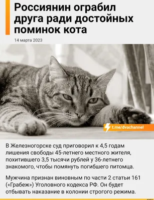 кот (прикольные картинки с кошками) / смешные картинки и другие приколы:  комиксы, гиф анимация, видео, лучший интеллектуальный юмор.