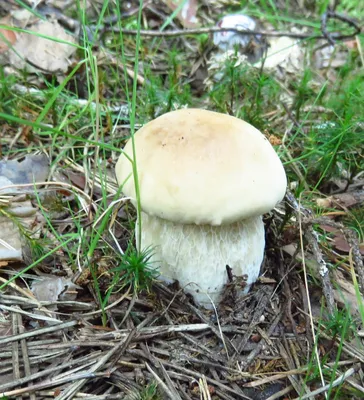 Съедобные грибы Башкирии (Большое количество фото) - treepics.ru