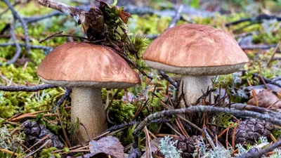 Грибы. Мир грибов. | Описания, фотографии грибов, рецепты с грибами и  многое другое