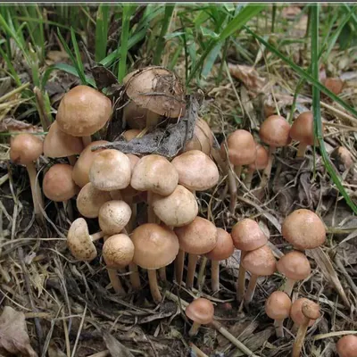 Юрист разъяснила новые запреты на сбор грибов « БНК