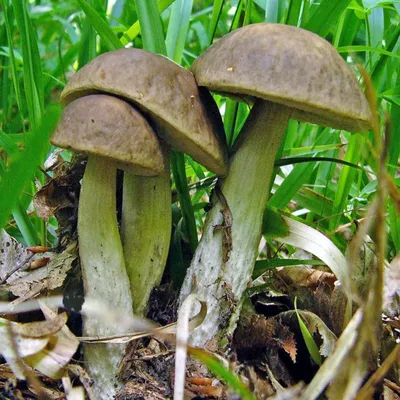 Сатанинский гриб — Википедия
