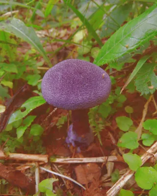 Съедобные грибы башкирии в картинках фотографии