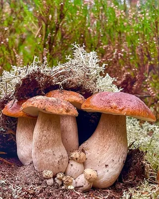 Вкусные съедобные грибы, которые редко собирают грибники | Грибы: собираем,  готовим, едим | Дзен