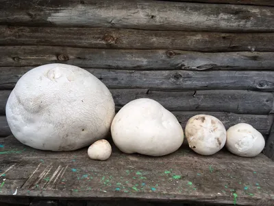 Белый гриб: истории из жизни, советы, новости, юмор и картинки — Все посты  | Пикабу