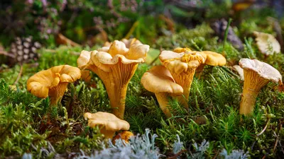 Тест: краснокнижные грибы России; какие грибы нельзя собирать в России:  перечный гриб рубиновый, опята, вешенка, порфировик, подосиновик  желто-бурый, сыроежка золотистая, подберезовик, трюфель, кровоточащий зуб -  16 октября 2023 - 29.ru