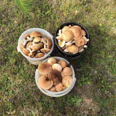 Грибное место: рассказываем, где в Башкирии лучше всего собирать грибы —  Новости Уфы и Башкирии - Медиакорсеть