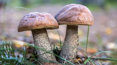 Челябинцев удивили неизвестные грибы в огороде - фото