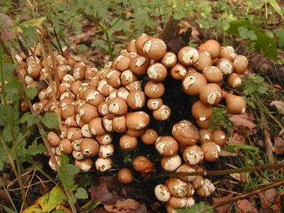 Тест: краснокнижные грибы России; какие грибы нельзя собирать в России:  перечный гриб рубиновый, опята, вешенка, порфировик, подосиновик  желто-бурый, сыроежка золотистая, подберезовик, трюфель, кровоточащий зуб -  16 октября 2023 - 29.ru