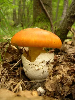 Съедобные грибы дальнего востока фото фотографии