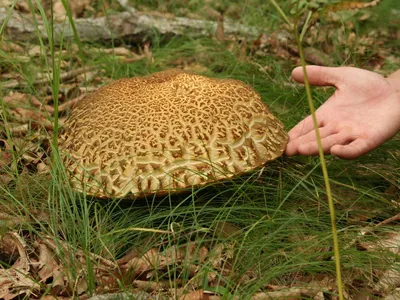 Какие грибы можно есть на Камчатке? - KamchatkaMedia.ru