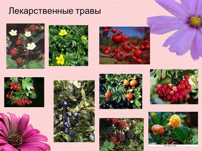 Ответы Mail.ru: Представители семейства розоцветные