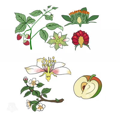 Цветковые (покрытосеменные), отряд розоцветные, семейство розовые, часть 2  лапчатка роза кизильник - YouTube