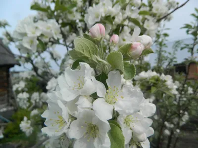 Цветковые (покрытосеменные), отряд розоцветные, семейство розовые, часть 1  боярышник вишня ежевика - YouTube