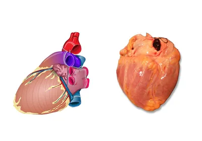 анатомия сердце | Анатомия человека, Учащиеся медучилища, Медицинские  училища