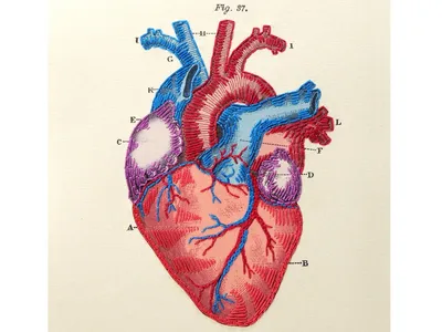 Сердце : нормальная анатомия | e-Anatomy