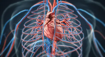 Сердце картинки анатомия - 78 фото