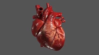 Сердце - 3D-сцены - Цифровое образование и обучение Мozaik