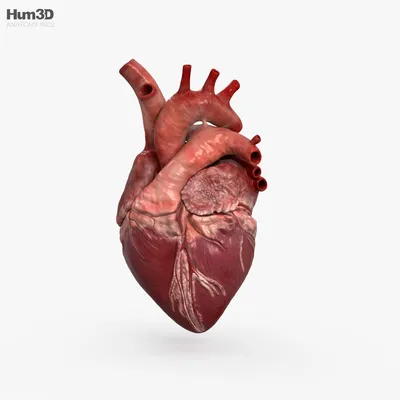 Анатомия - Сердце - Анатомия человека