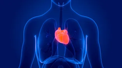 Анатомия и механизм работы сердца | Альянс ПРО