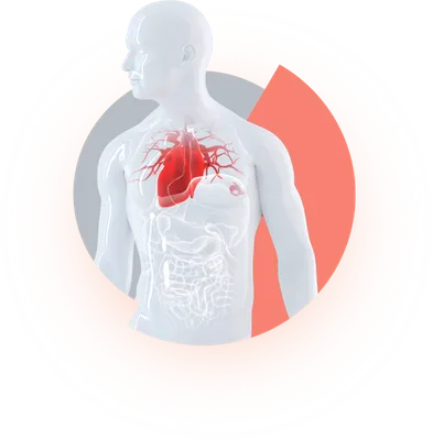 Анатомия Сердца Внутри Structure — стоковые фотографии и другие картинки  Сердце человека - Сердце человека, Анатомия, Трёхразмерный - iStock