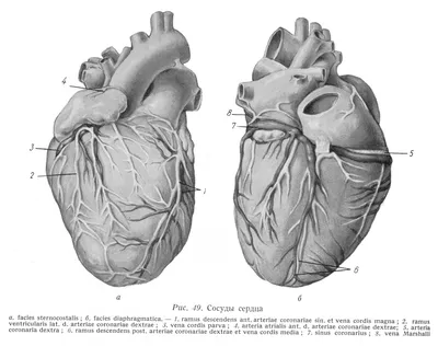 Анатомия с АВ. Сердце (cor) - 1. - YouTube