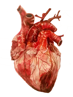Анатомия Сердца Системы Кровообращения Человека стоковое фото ©magicmine  423729982