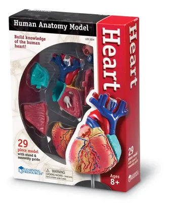 Сердце, анатомия человека» — создано в Шедевруме