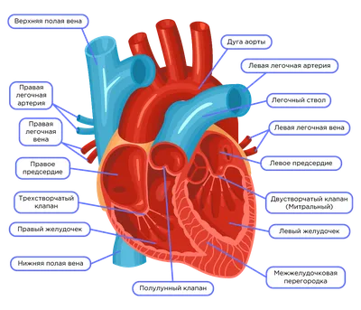 Tenor Heart Анатомия человека, сердце, сердце, анатомия, тело человека png  | Klipartz