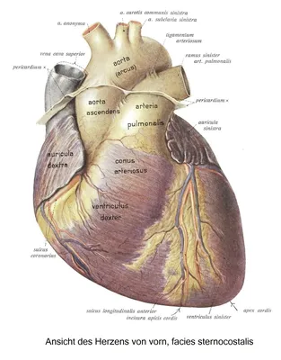 Реалистичное сердце, анатомия Stock Vector | Adobe Stock