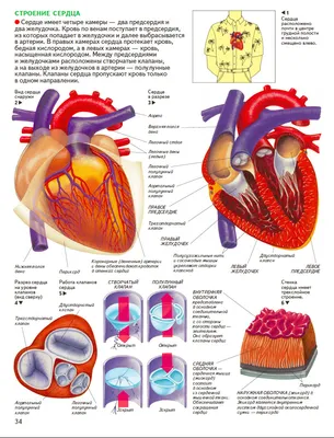 Человеческое сердце с органами анатомия человеческого сердца анатомия  человеческого сердца в красном цвете | Премиум Фото