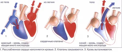 Анатомия Человека Сердце От Здорового Тела Фотография, картинки,  изображения и сток-фотография без роялти. Image 18481281
