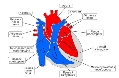 Анатомия сердца изолированной на белом фоне Иллюстрация вектора -  иллюстрации насчитывающей камера, предмет: 182951505